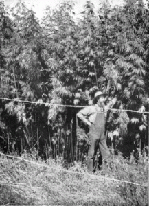 1903 Hemp production in the US 
