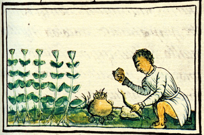Høsting og produksjon Cannabis av Cannabis i gamledager