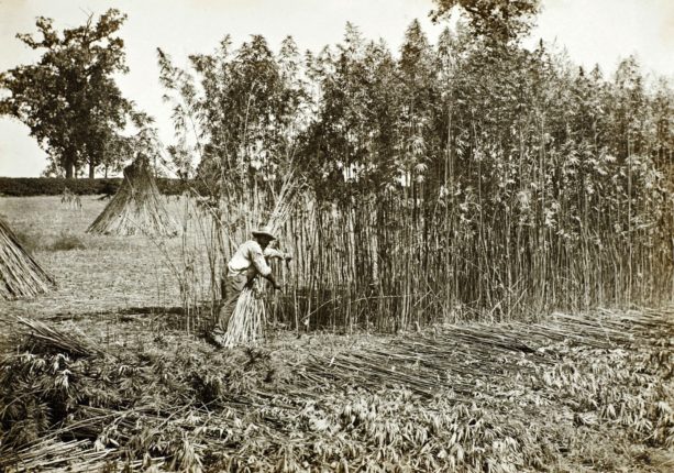 History of hemp